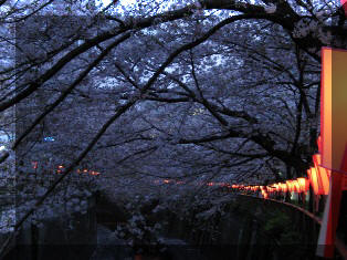 Sakura Heading Photo